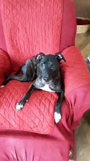 Maggie the Pup