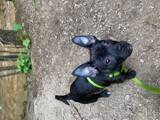 Miles the Pup
